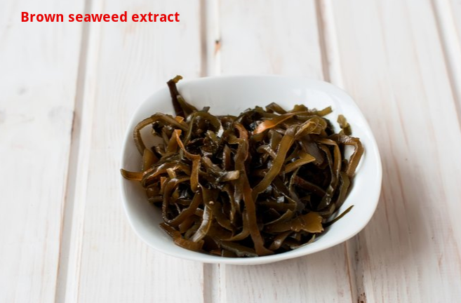 Brown-Seaweed-Extract