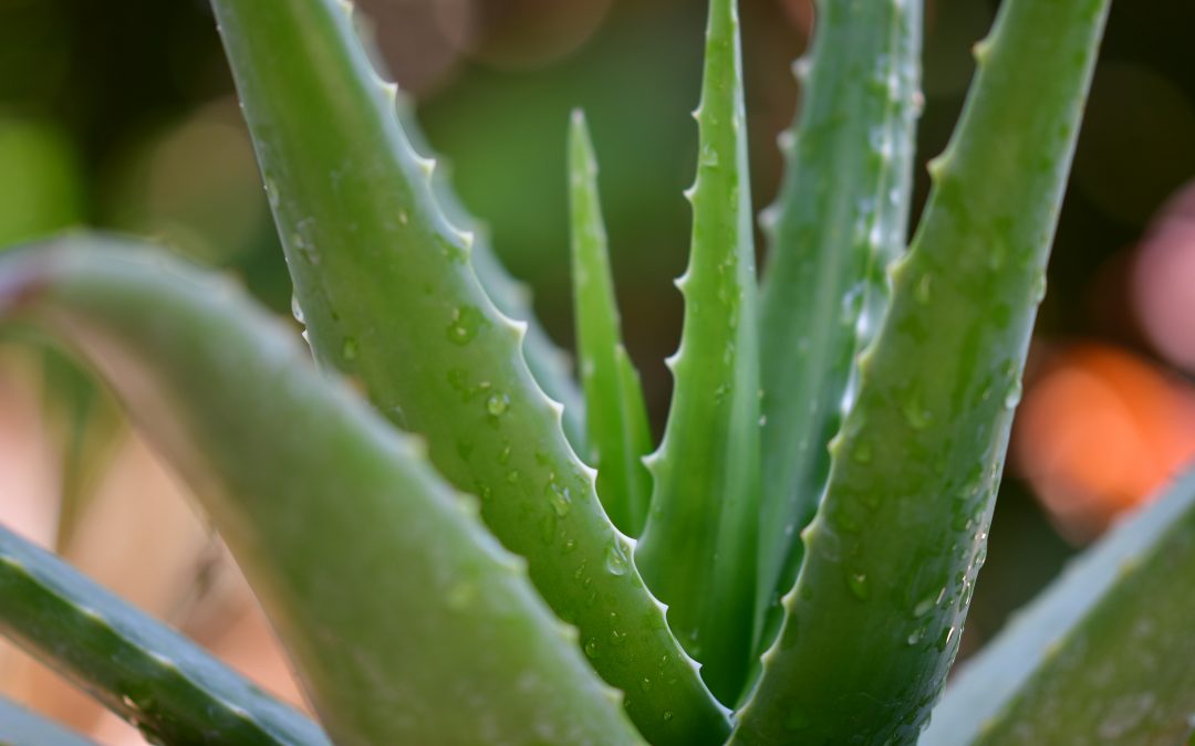 Top 5 Health Benefits Of Aloe Vera For Everyday Life